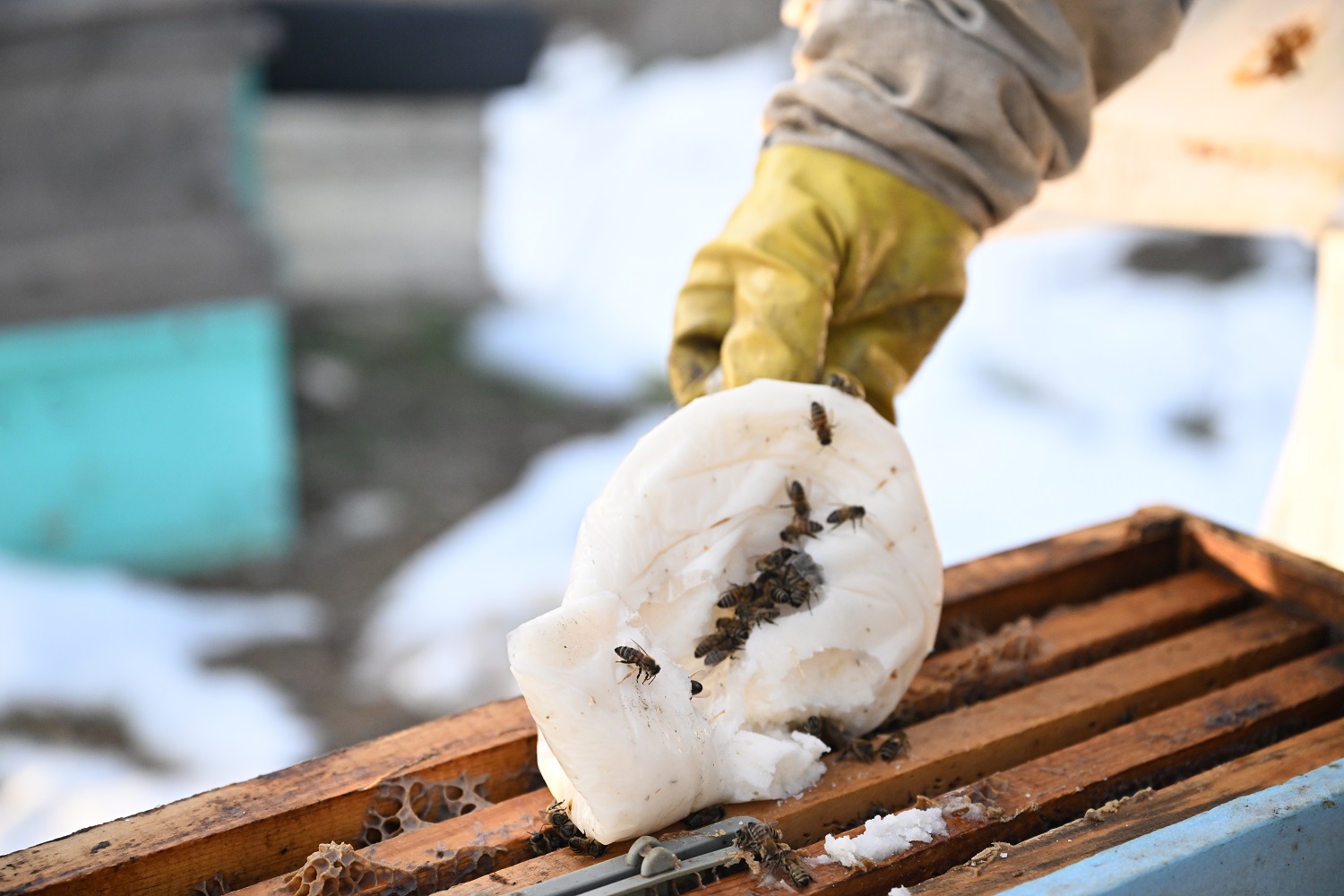 Depremde Arılarını Kaybeden Arıcı, Devlet Desteğiyle Üretimini Sürdürdü (3)