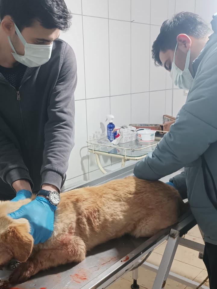 Elbistan Belediyesi’nden Yaralı Sokak Hayvanına Anında Müdahale2