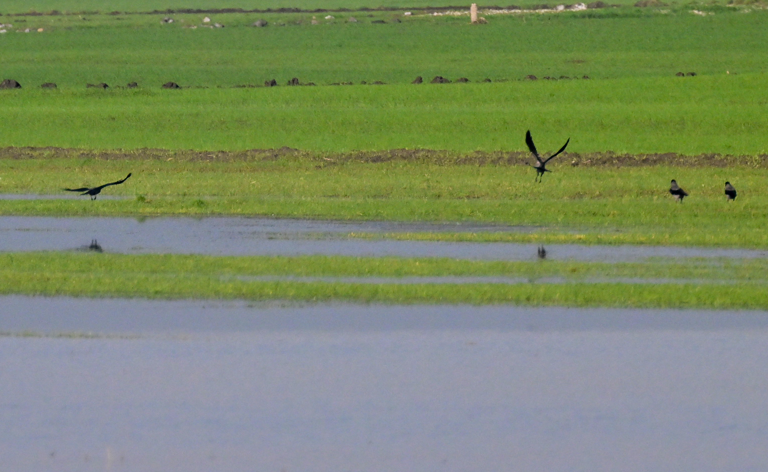 Gavur Gölü Yıllar Sonra Tekrar Su Tuttu, Kuşlar Geri Döndü (10)