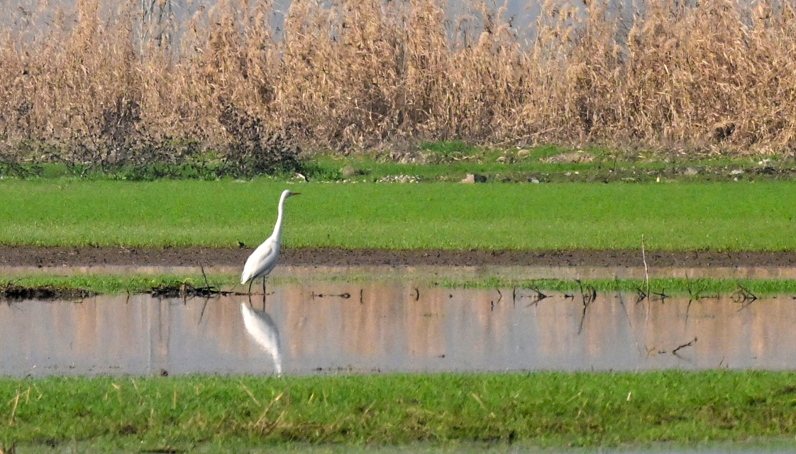 Gavur Gölü Yıllar Sonra Tekrar Su Tuttu, Kuşlar Geri Döndü (9)