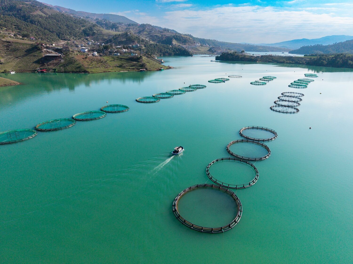 Kahramanmaraş’ta Barajlarda Üretilen Somon Ve Alabalık İhraç Ediliyor (1)