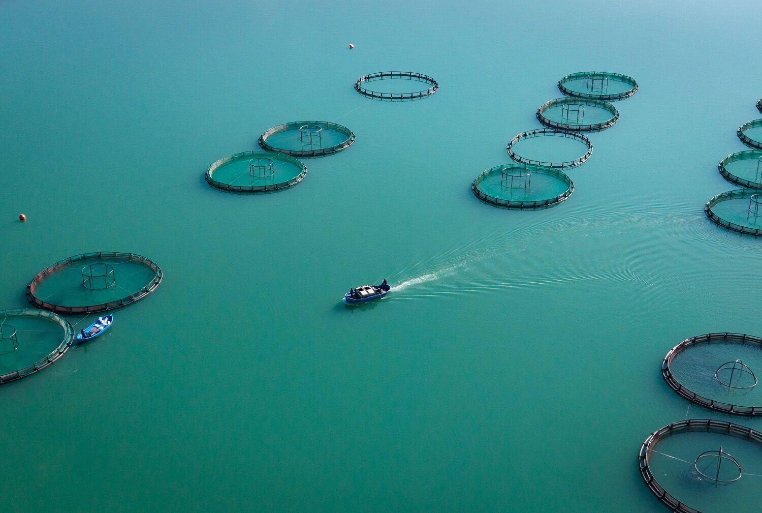 Kahramanmaraş’ta Barajlarda Üretilen Somon Ve Alabalık İhraç Ediliyor (2)