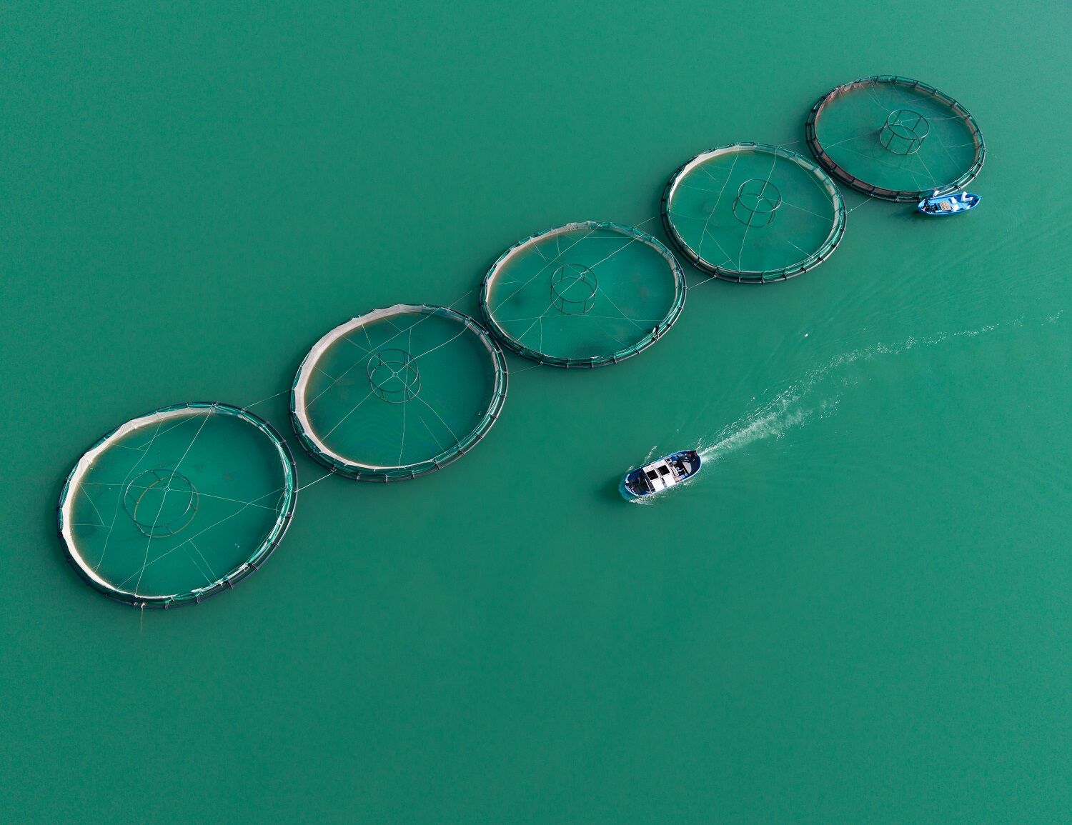 Kahramanmaraş’ta Barajlarda Üretilen Somon Ve Alabalık İhraç Ediliyor (3)