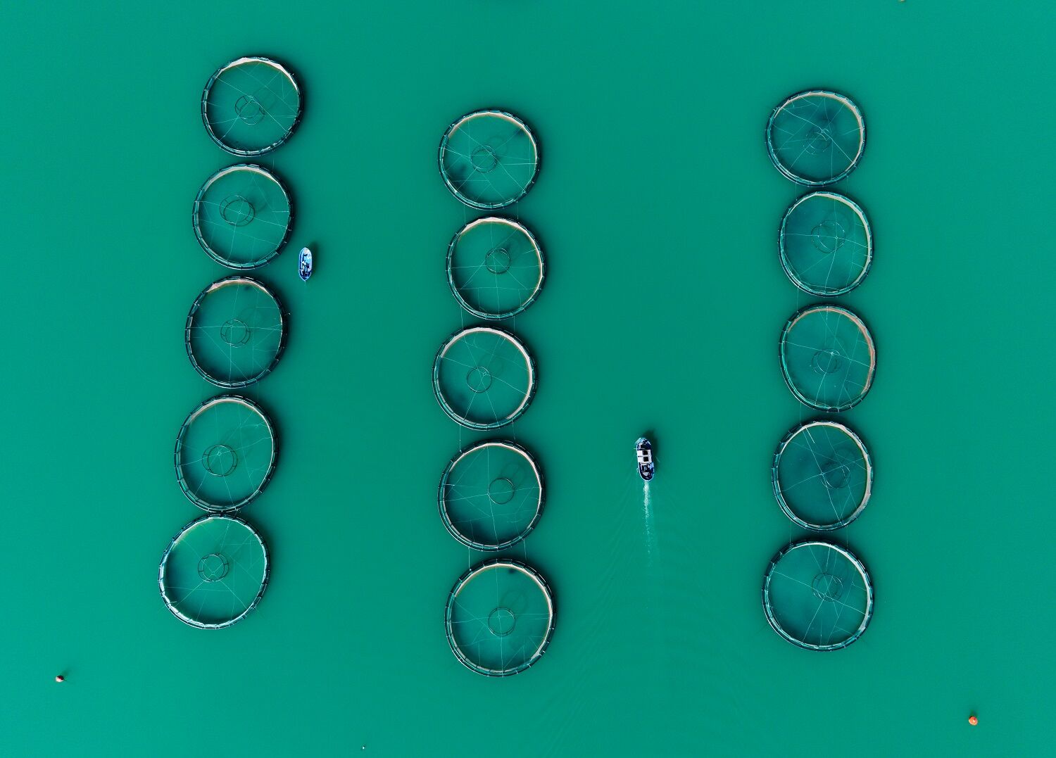 Kahramanmaraş’ta Barajlarda Üretilen Somon Ve Alabalık İhraç Ediliyor (4)