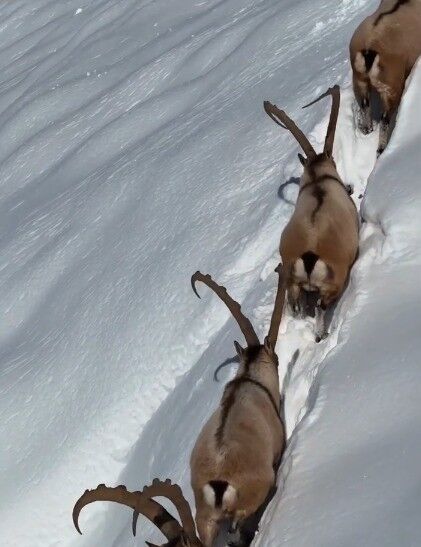 Yaban Keçileri Görüntülendi