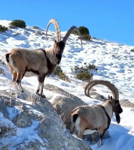 Yaban Keçileri Görüntülendi