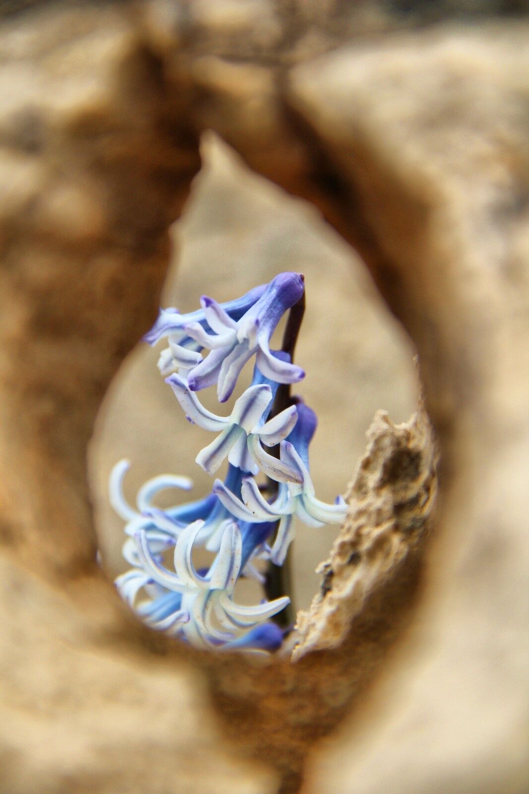 Afşin’de Baharın Habercisi Kaya Sümbülleri Gün Yüzüne Çıktı (1)