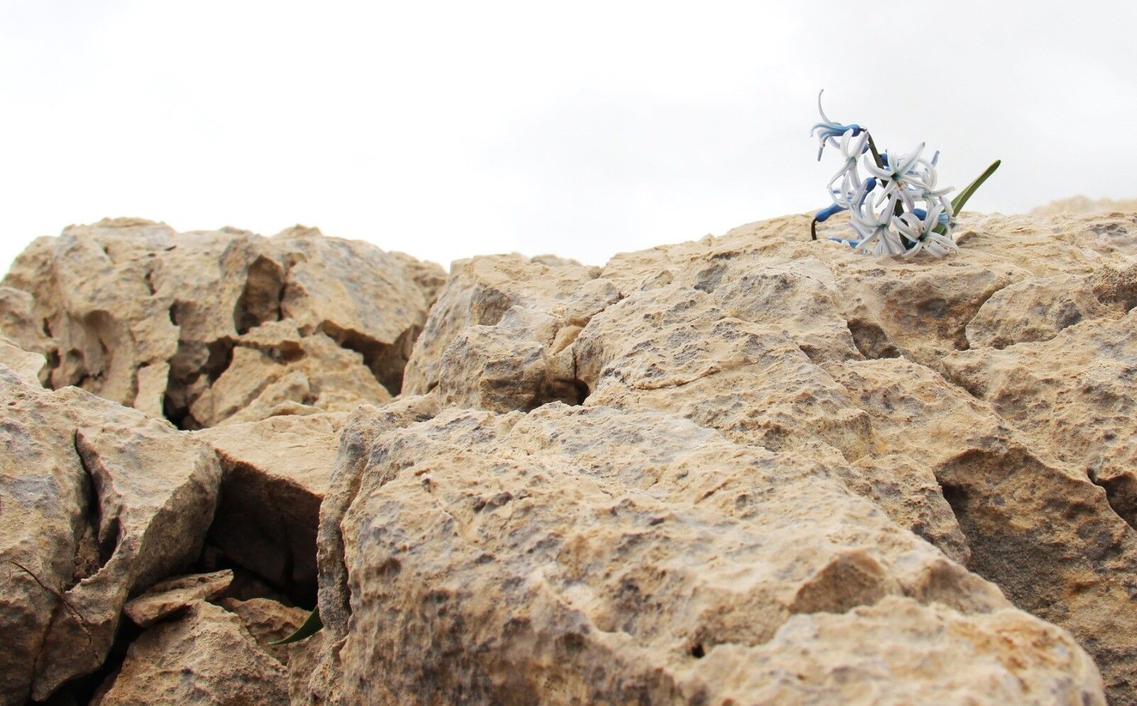 Afşin’de Baharın Habercisi Kaya Sümbülleri Gün Yüzüne Çıktı (2)