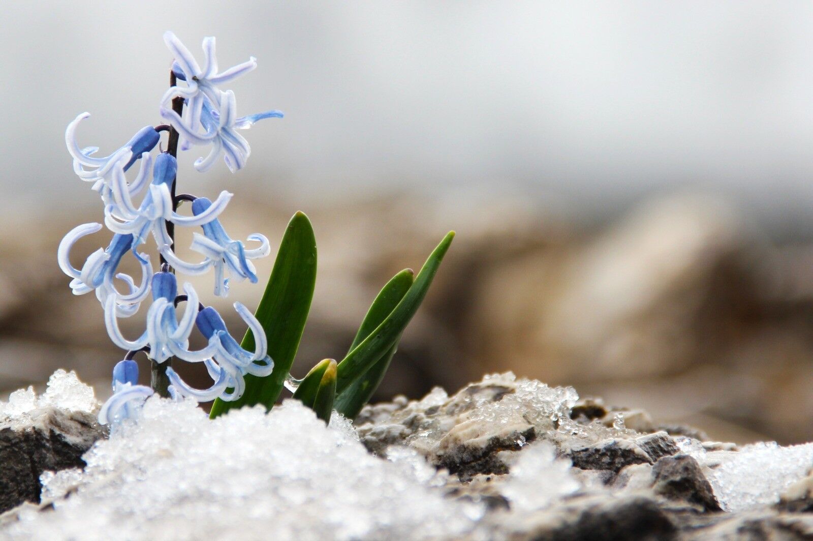 Afşin’de Baharın Habercisi Kaya Sümbülleri Gün Yüzüne Çıktı (3)