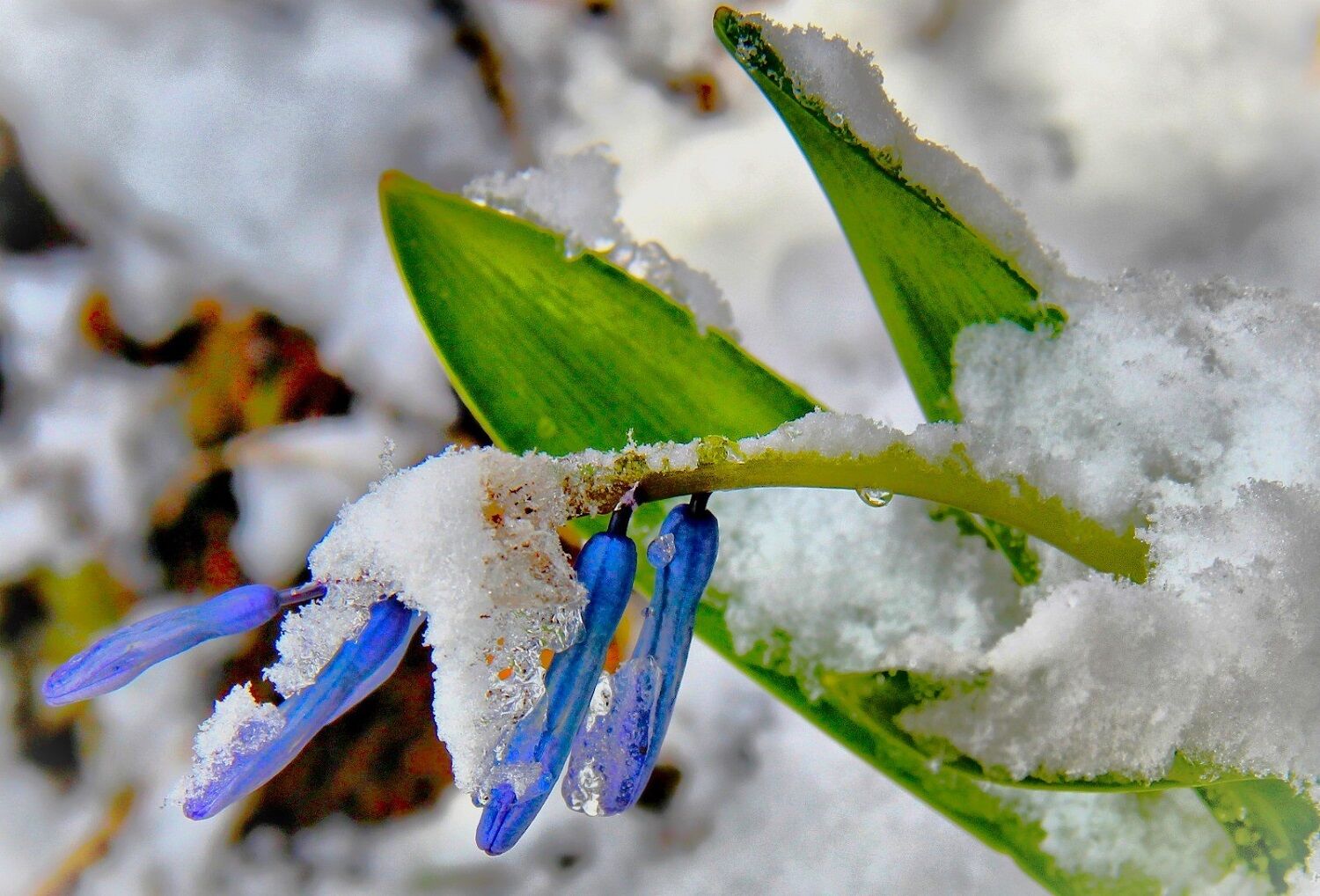 Afşin’de Baharın Habercisi Kaya Sümbülleri Gün Yüzüne Çıktı (4)