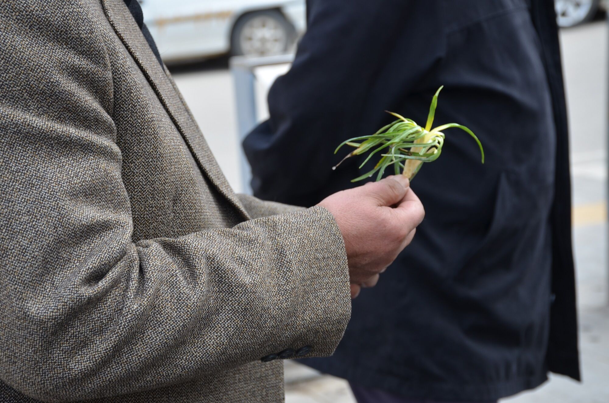 Afşin’de Yemlik Sezonu Açıldı Fiyatlar Cep Yakıyor (12)