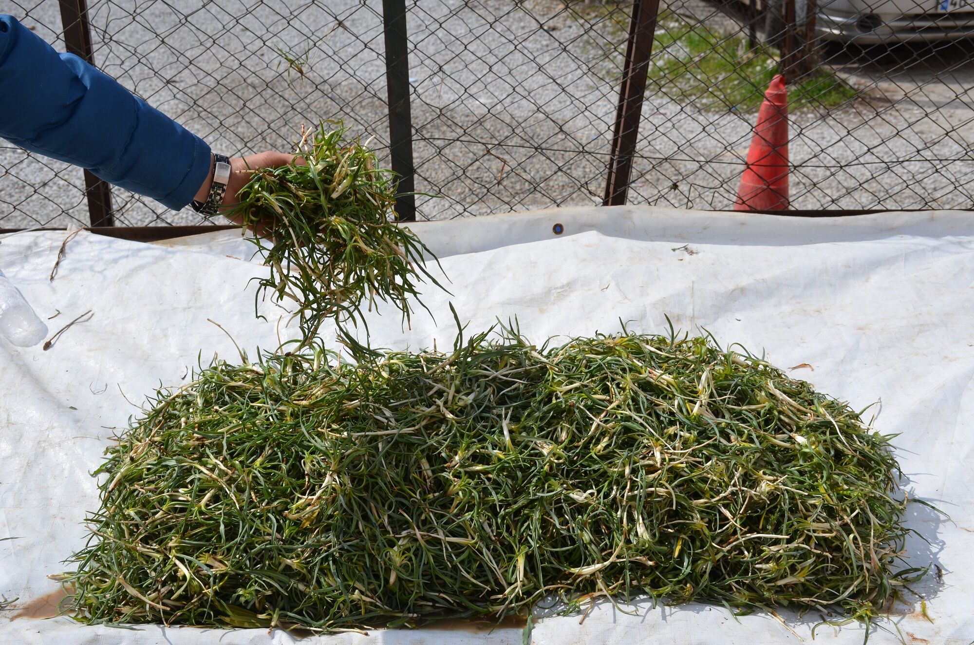 Afşin’de Yemlik Sezonu Açıldı Fiyatlar Cep Yakıyor (2)