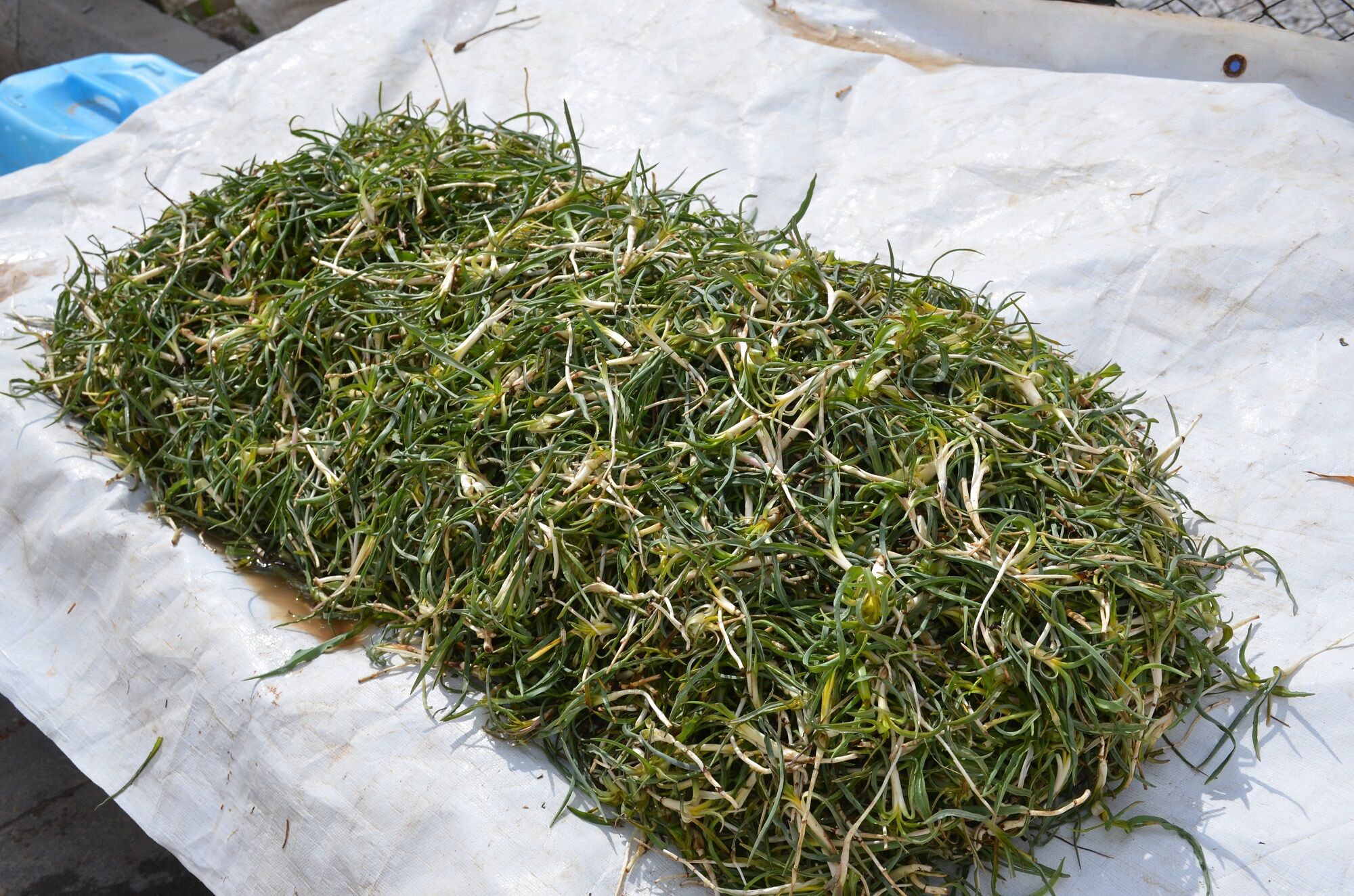 Afşin’de Yemlik Sezonu Açıldı Fiyatlar Cep Yakıyor (3)