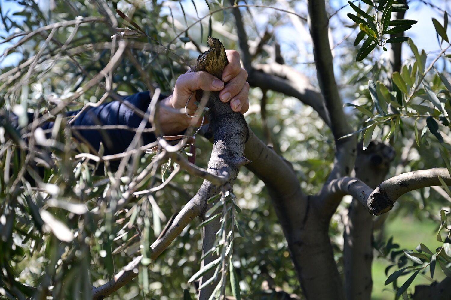 Kahramanmaraş'ta Zeytin Üreticilerine Uyarı (1)