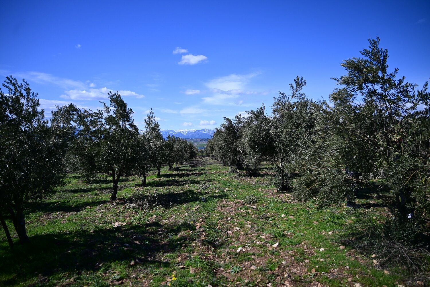 Kahramanmaraş'ta Zeytin Üreticilerine Uyarı (2)
