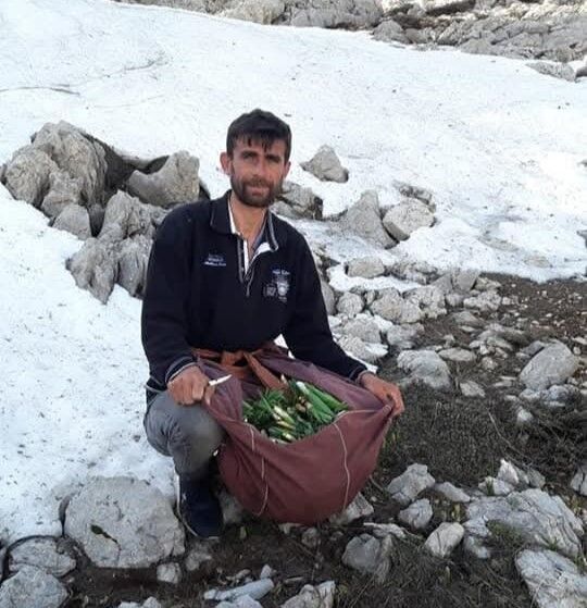 Kayalıklarda Yetişiyor, Sofralara Lezzet Katıyor Çiriş Otu (4)