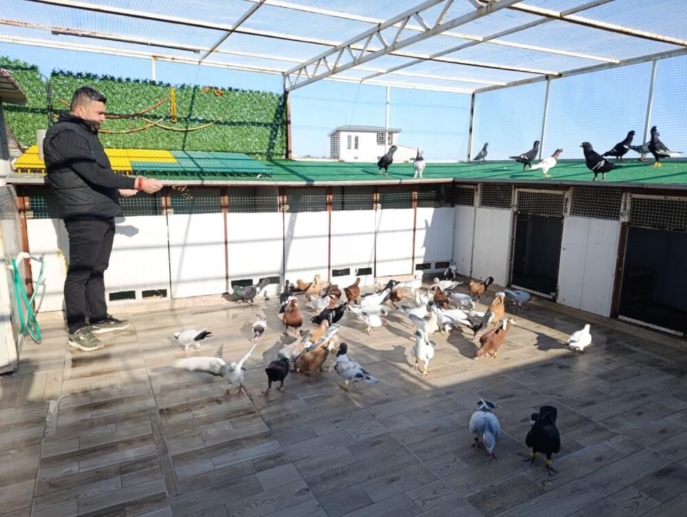 Memurluğu Bıraktı, Güvercinleri Otomobil Fiyatına Satıyor! 1