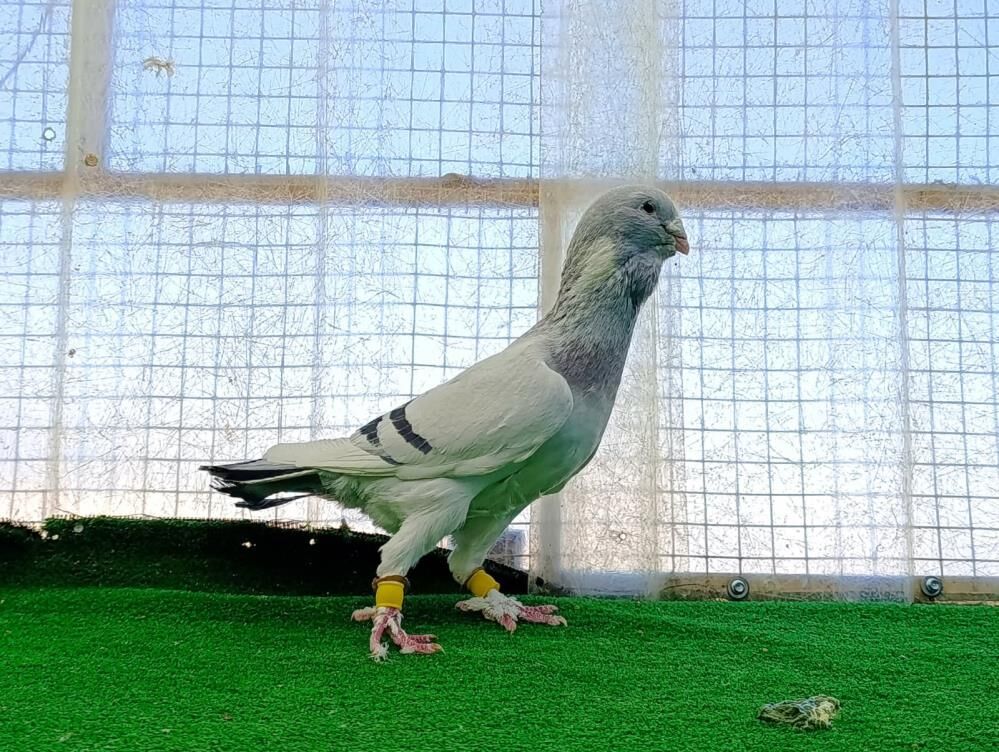 Memurluğu Bıraktı, Güvercinleri Otomobil Fiyatına Satıyor! 2