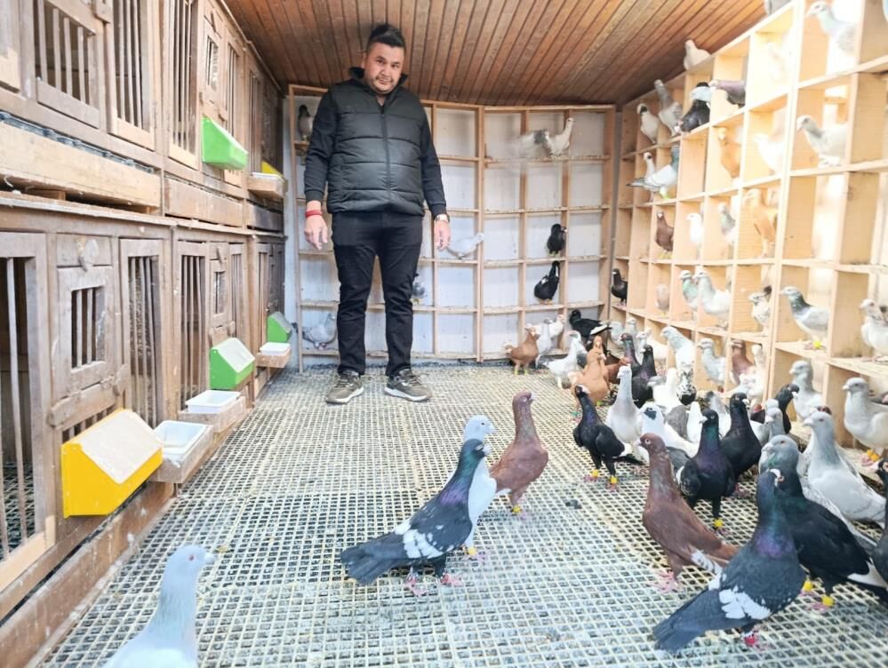 Memurluğu Bıraktı, Güvercinleri Otomobil Fiyatına Satıyor!