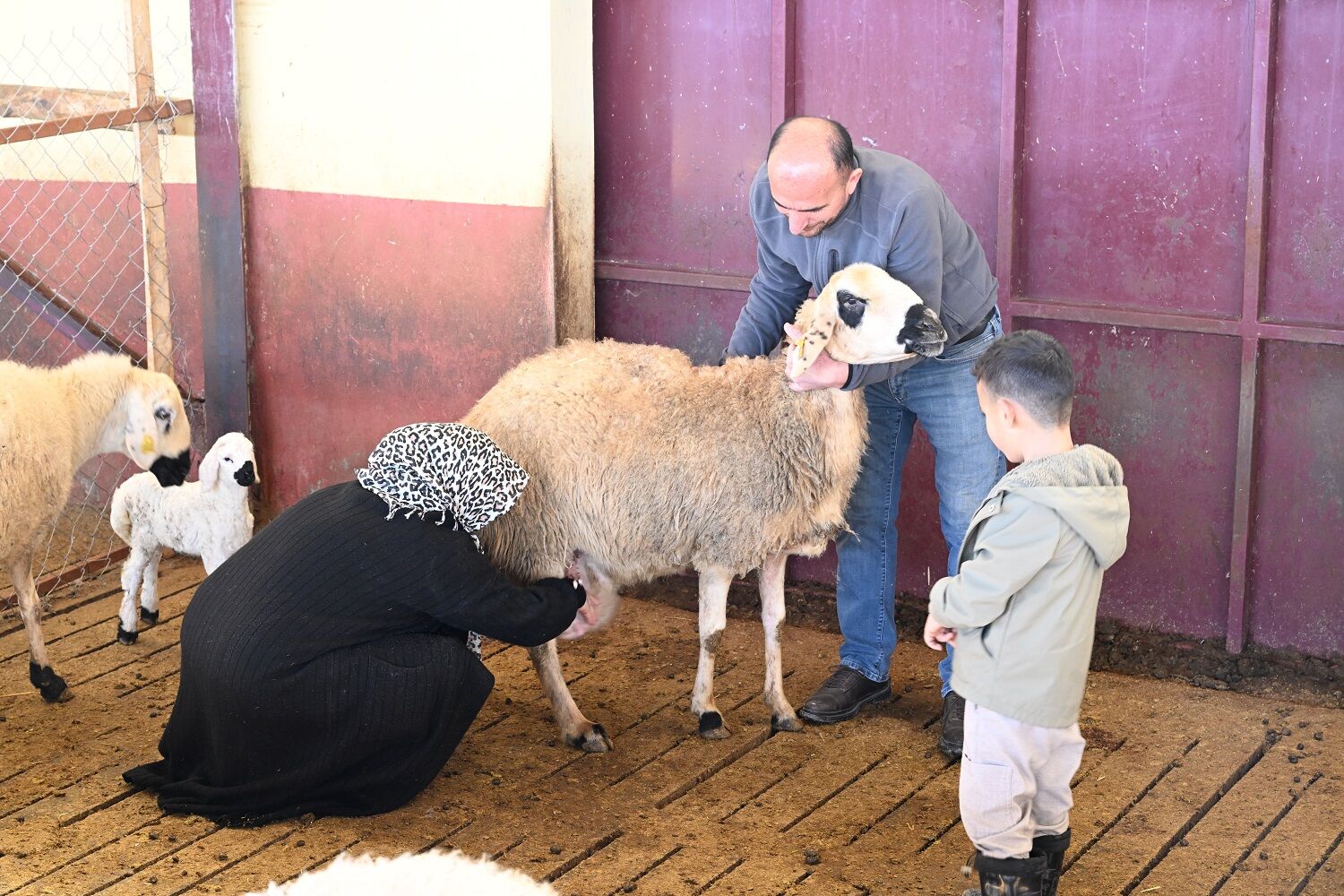 Muhasebeciliği Bıraktı, 800 Koyunluk Sürü Kurdu (1)