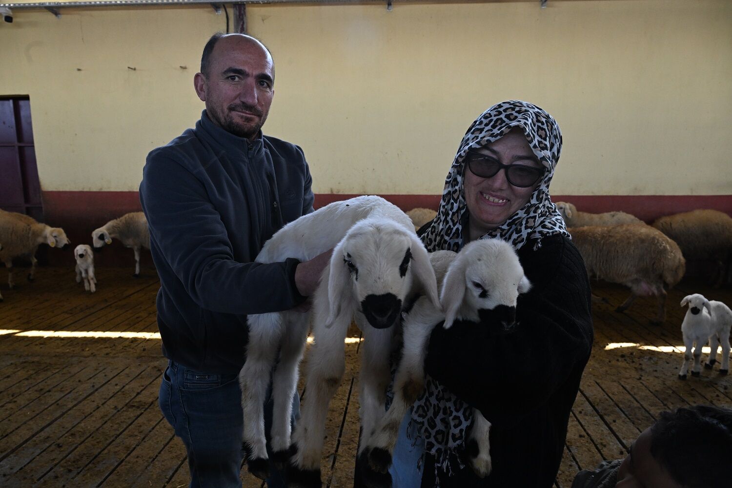 Muhasebeciliği Bıraktı, 800 Koyunluk Sürü Kurdu (5)