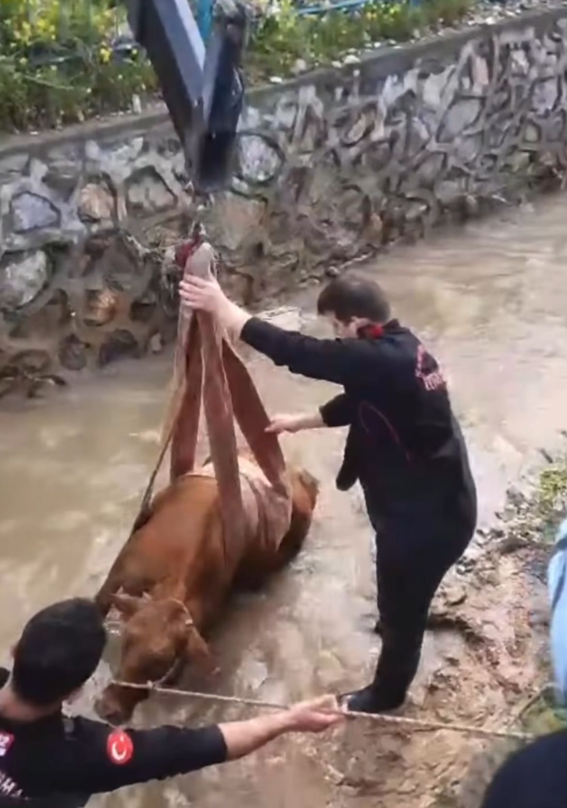 Su Kanalına Düşen Büyükbaş İtfaiye Ekiplerince Kurtarıldı (3)