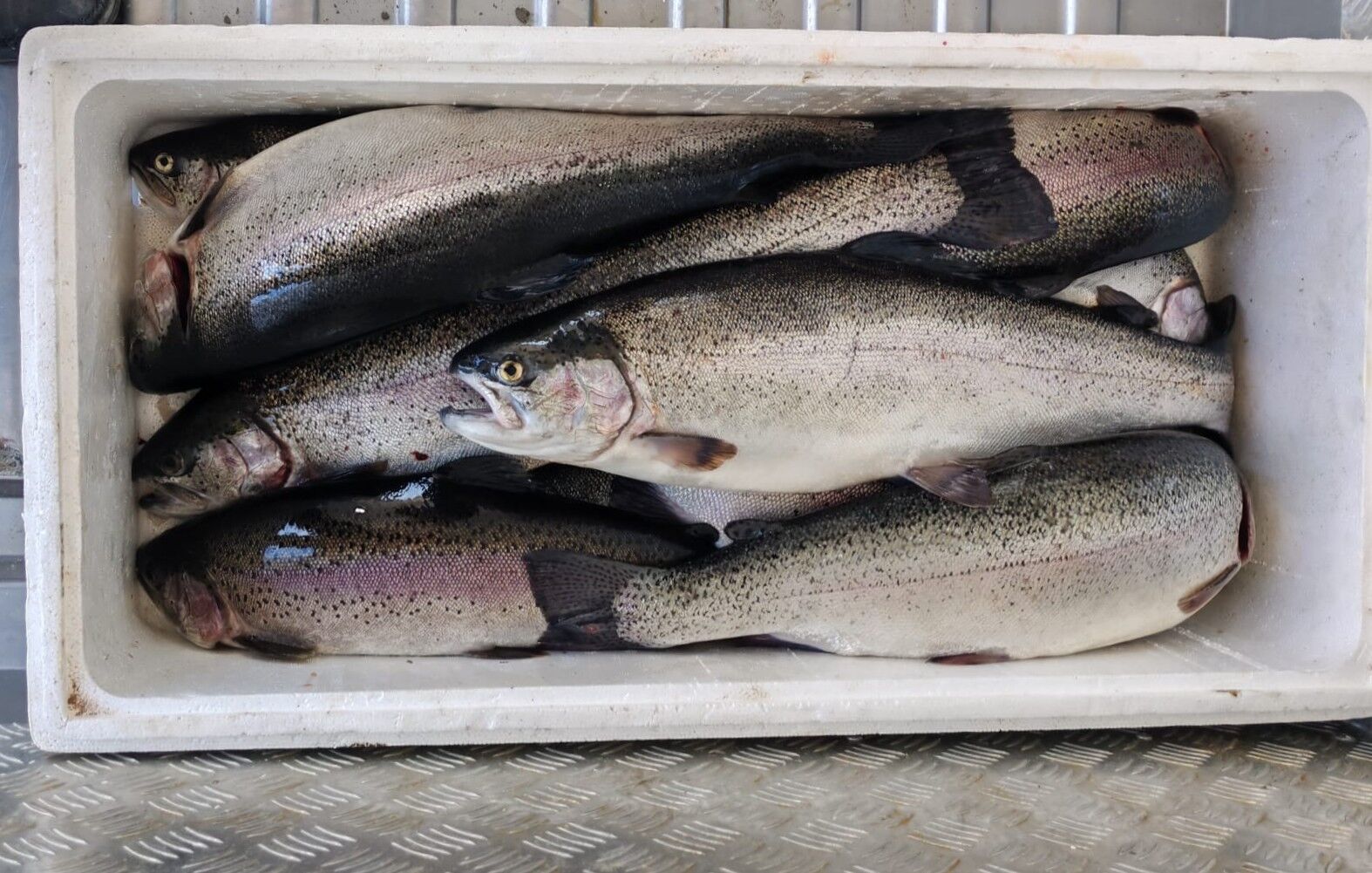 Su Ürünleri Av Yasağı Başladı (2)