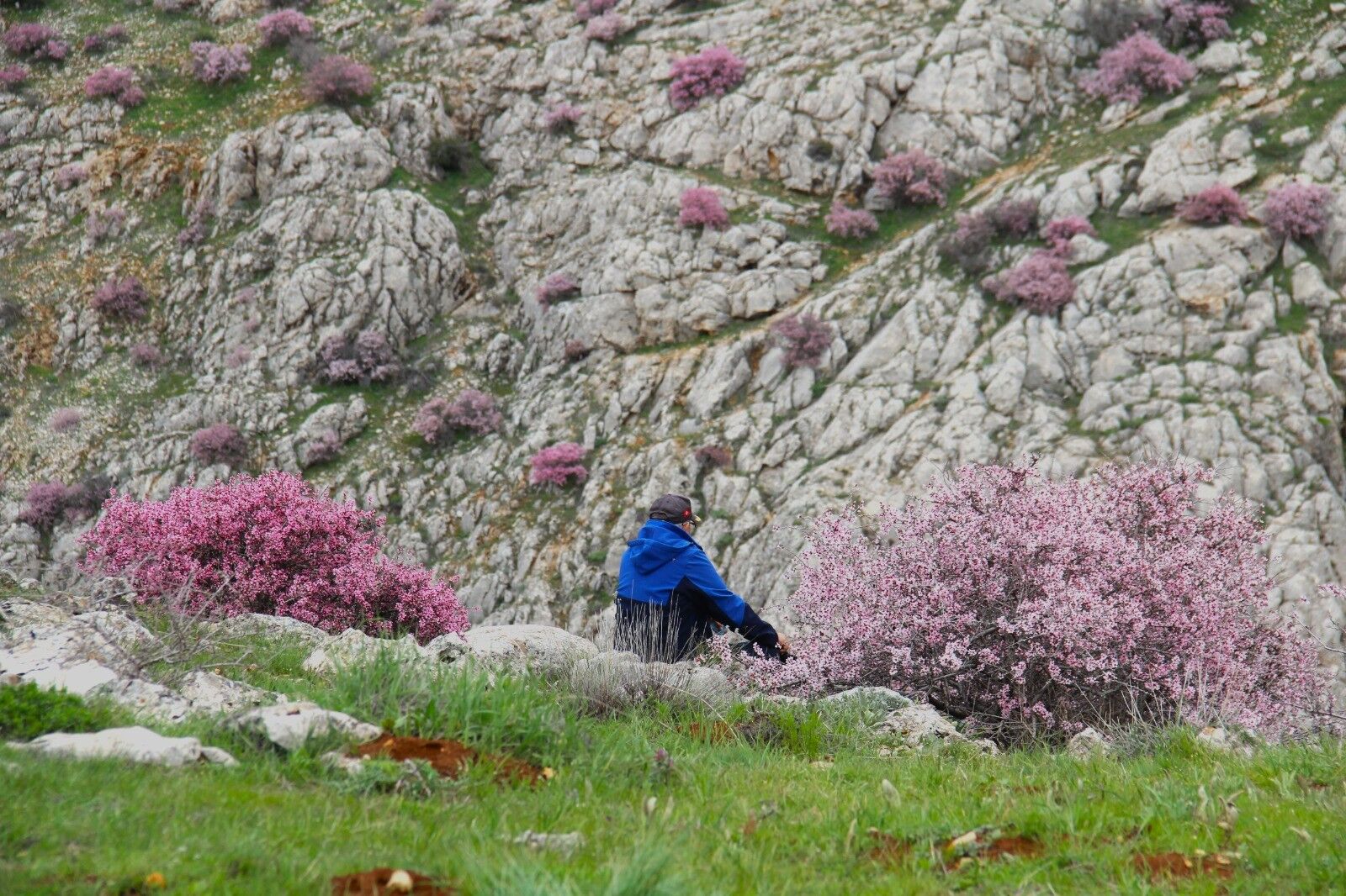 Afşin’de Görsel Şölen Hurman Çayı Pembe Çiçeklerle Canlandı (2)