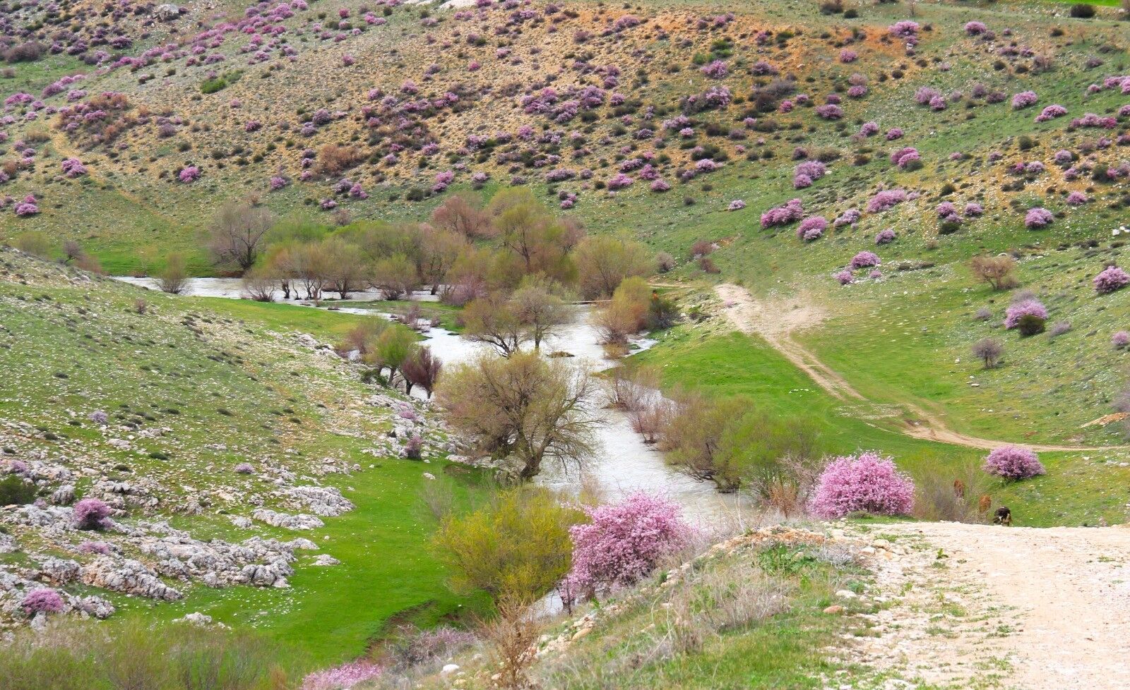 Afşin’de Görsel Şölen Hurman Çayı Pembe Çiçeklerle Canlandı (3)