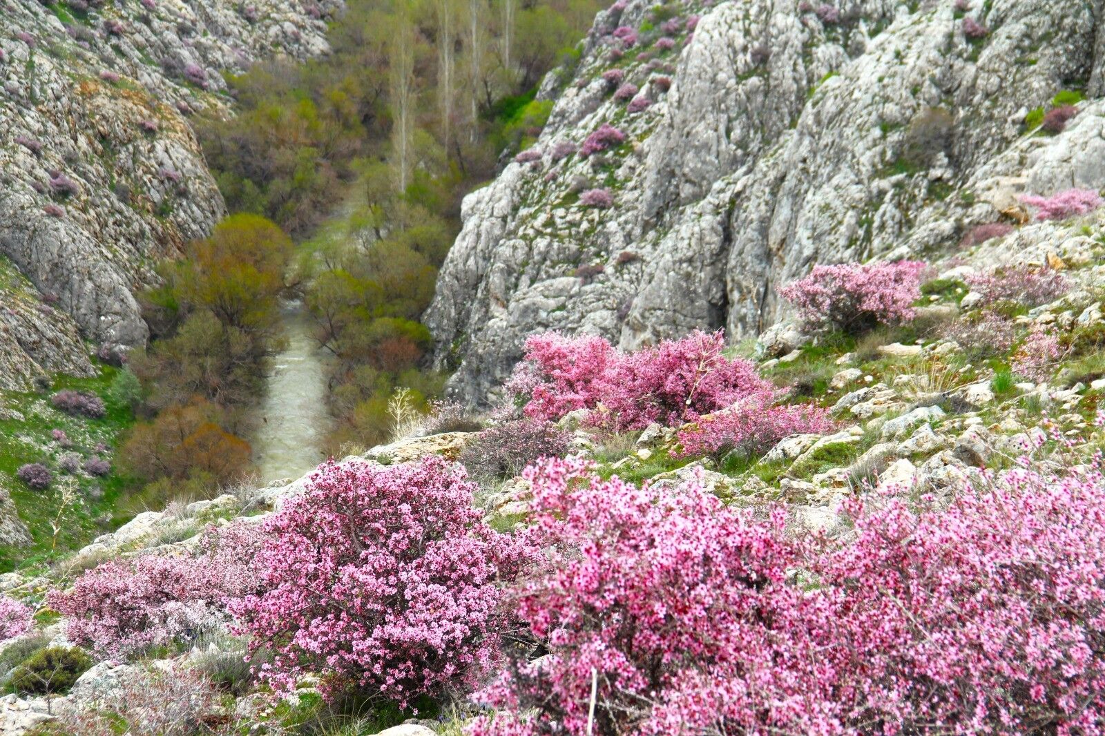 Afşin’de Görsel Şölen Hurman Çayı Pembe Çiçeklerle Canlandı (4)