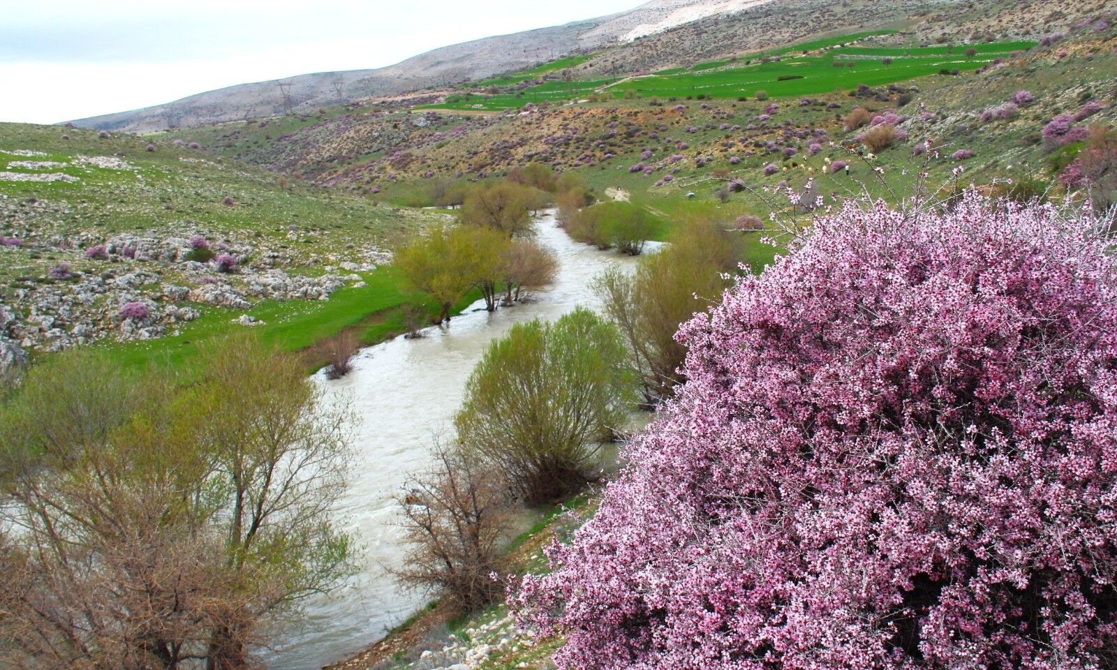Afşin’de Görsel Şölen Hurman Çayı Pembe Çiçeklerle Canlandı (5)