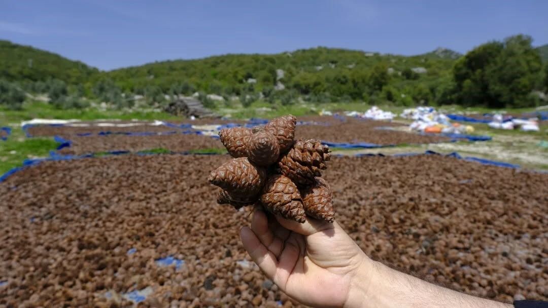 Kahramanmaraş’ta Ormanlar Yeniden Canlanıyor Kızılçam Tohumları Hazır (1)