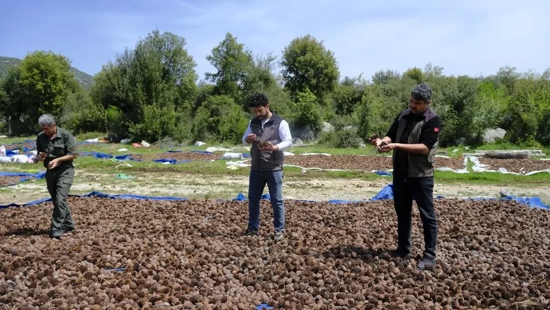 Kahramanmaraş’ta Ormanlar Yeniden Canlanıyor Kızılçam Tohumları Hazır (2)