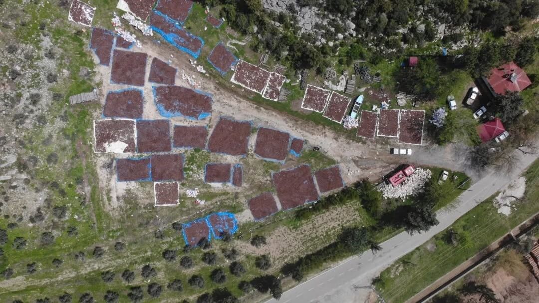 Kahramanmaraş’ta Ormanlar Yeniden Canlanıyor Kızılçam Tohumları Hazır (3)