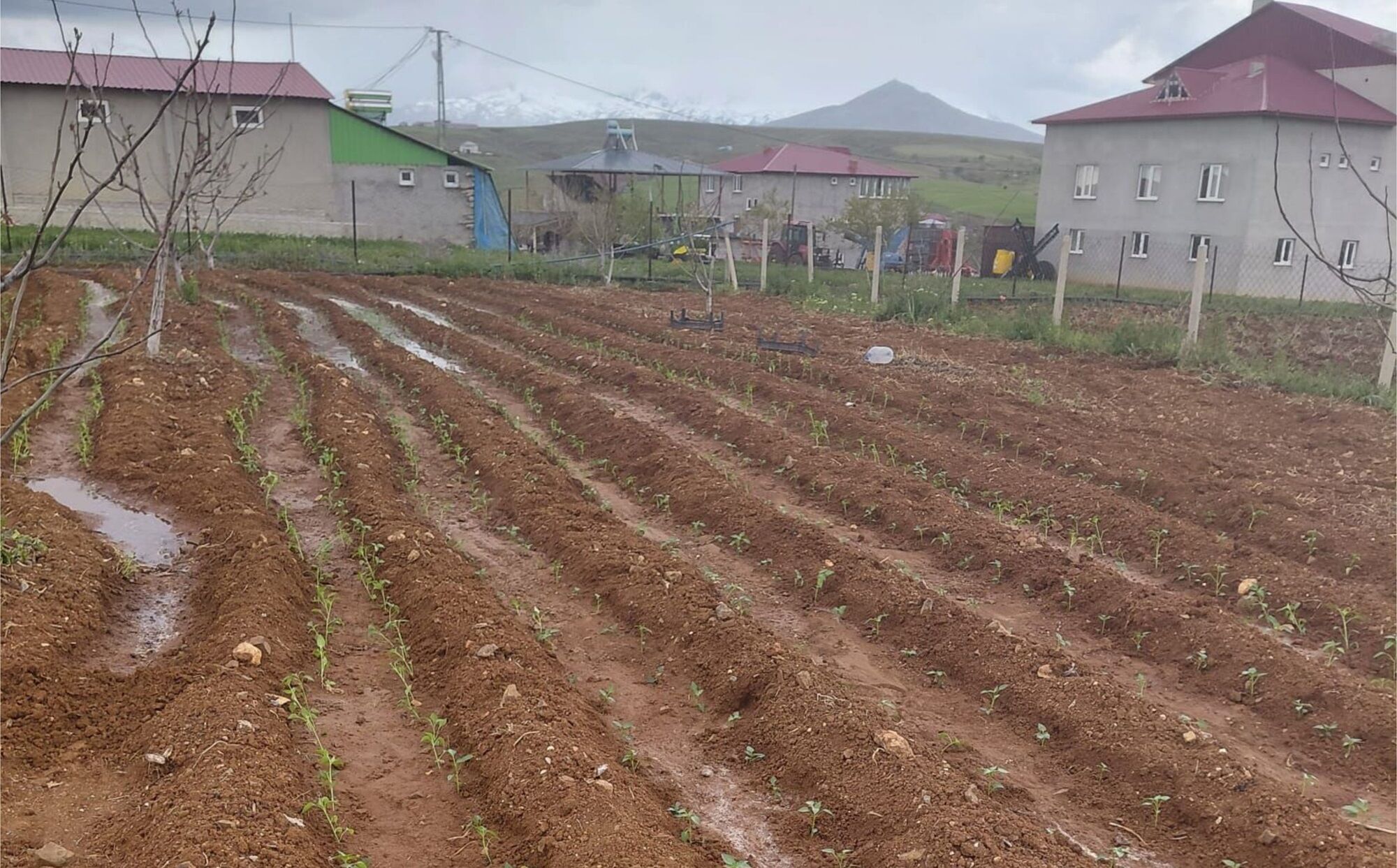 Afşin’de Çiftçilere 30 Bin Maraş Biberi Fidesi Dağıtıldı (1)-1