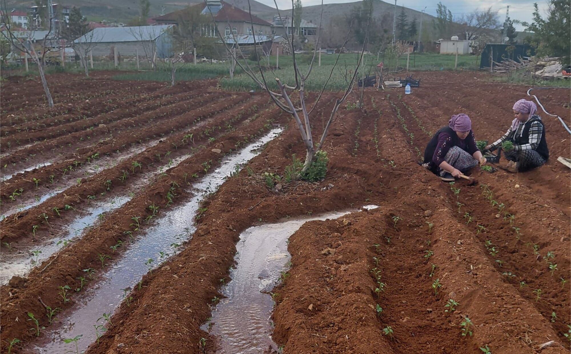 Afşin’de Çiftçilere 30 Bin Maraş Biberi Fidesi Dağıtıldı (2)-1