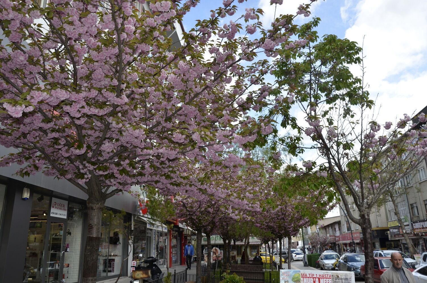 Afşin’de Japon Süs Kirazları Çiçek Açtı (6)