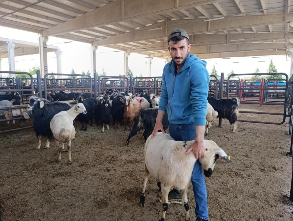 Hayvan Pazarında Sakinlik Hakim 3