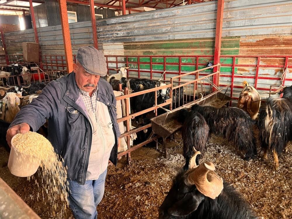 Hayvan Pazarında Sakinlik Hakim 4