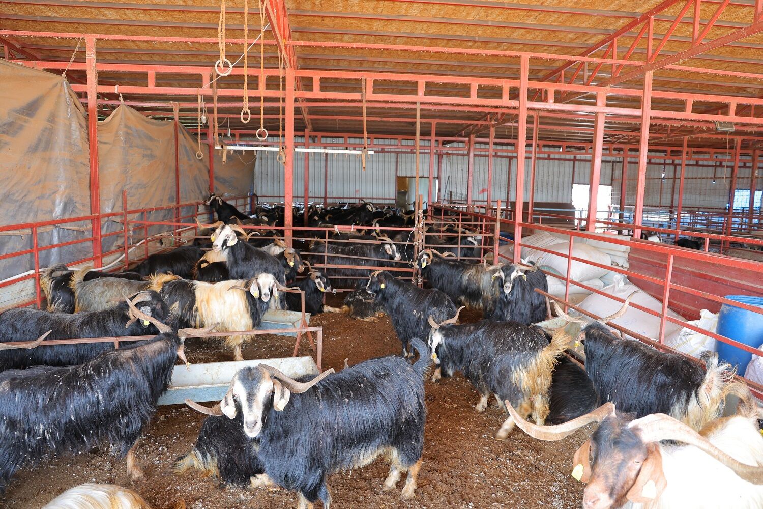 Kurbanlık Fiyatlarında Esnaftan İndirim Kararı (4)