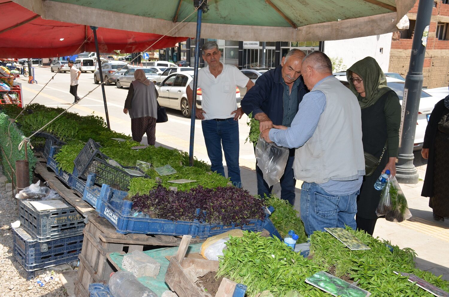 Afşin’de Fide Sezonu Başladı
