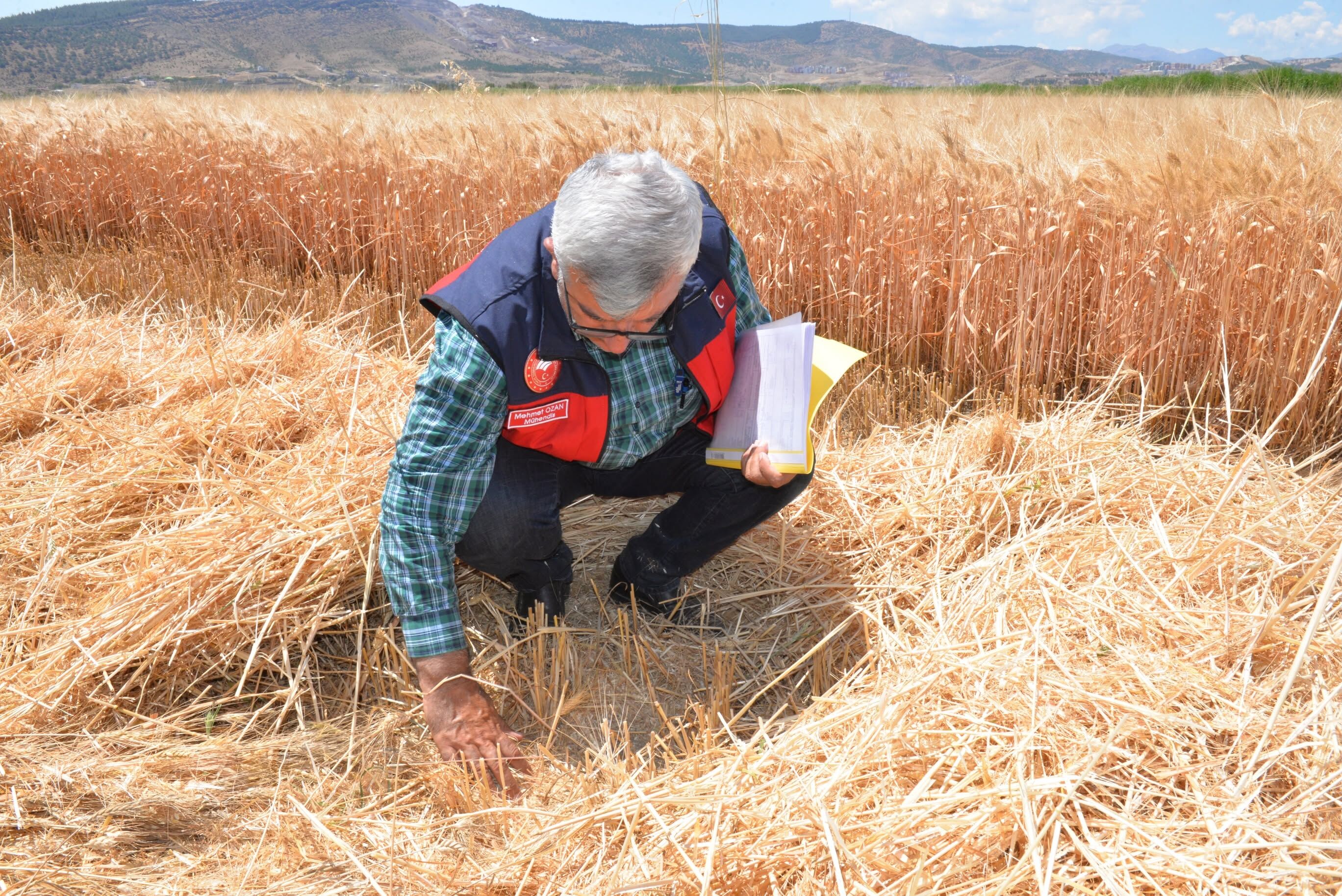 Kahramanmaraş’ta Buğday Hasadı Başladı5