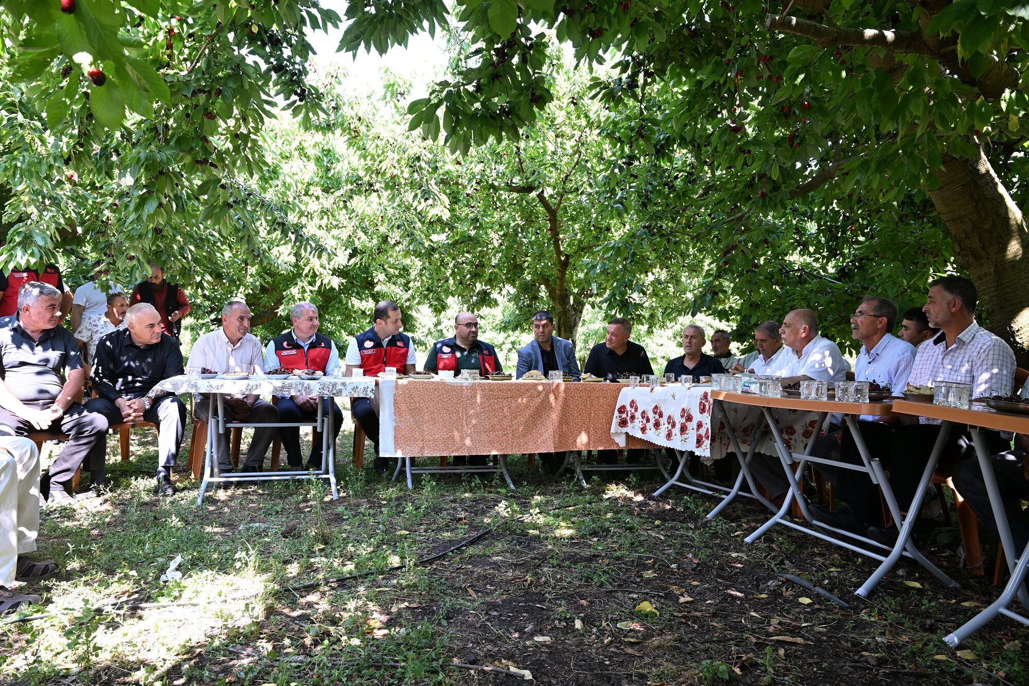 1600 Rakımda Yetişiyor, Avrupa'ya İhraç Ediliyor Çığşar Kirazı Göz Dolduruyor (5)