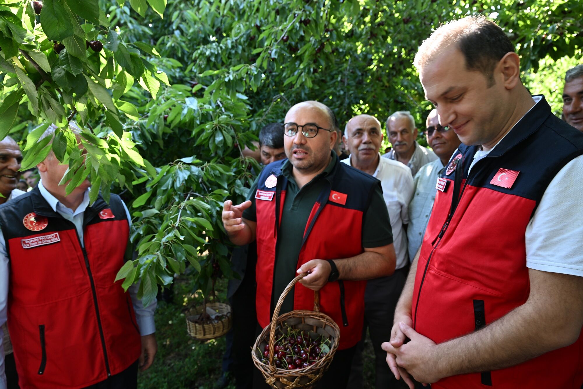 1600 Rakımda Yetişiyor, Avrupa'ya İhraç Ediliyor Çığşar Kirazı Göz Dolduruyor (6)