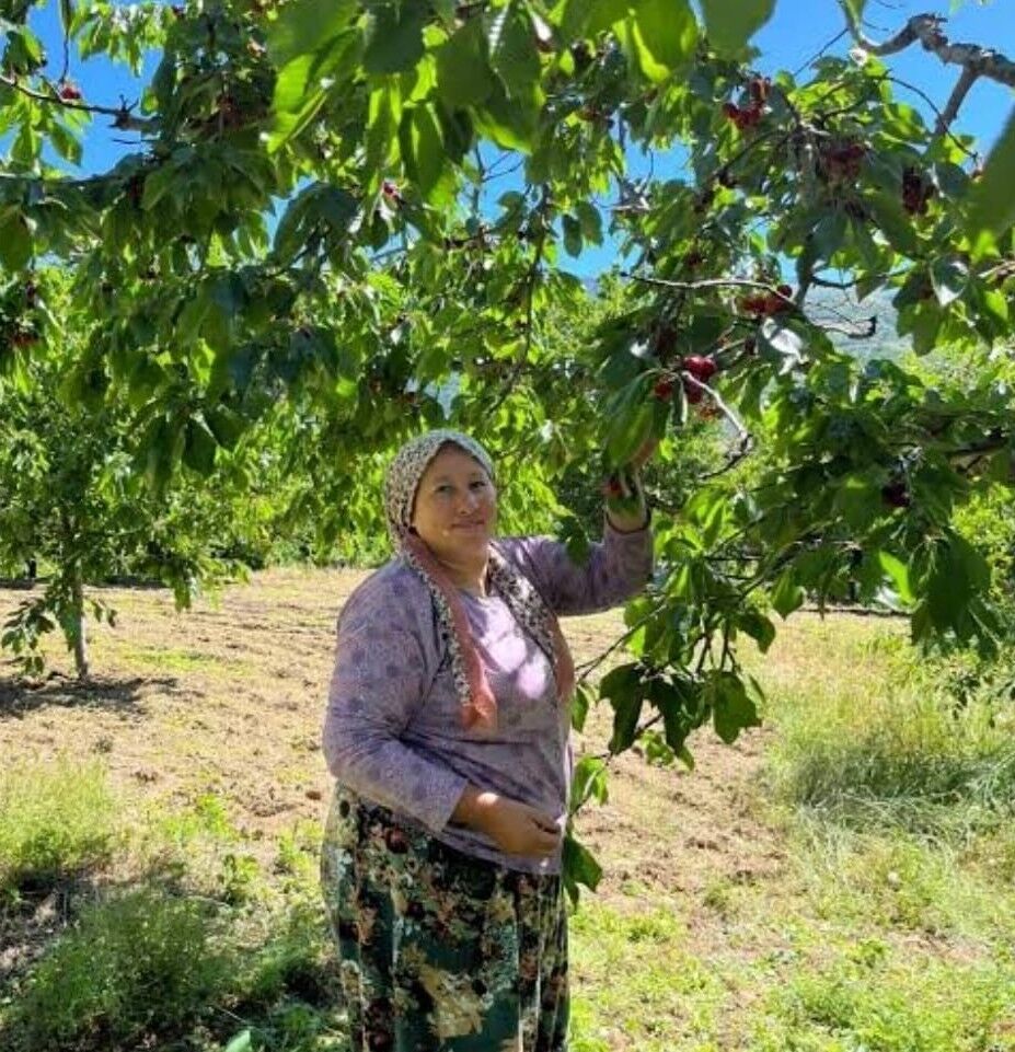 Andırın'da Çığşar Kirazında Hasat Başladı (1)