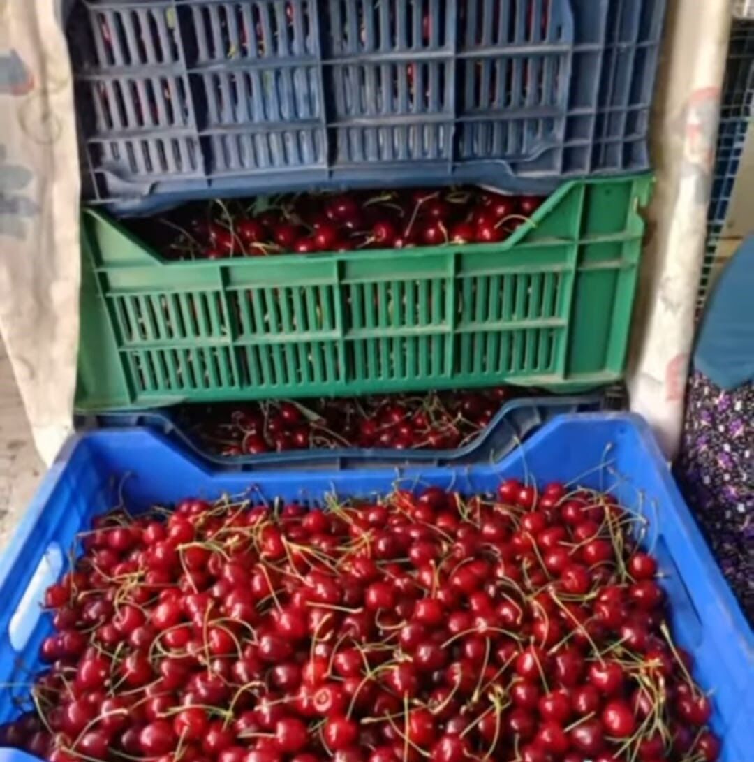 Andırın'da Çığşar Kirazında Hasat Başladı (2)