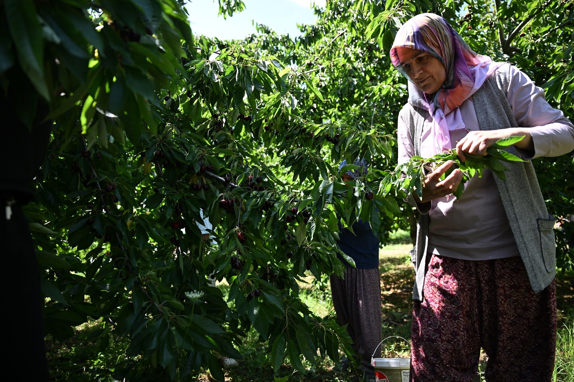 Andırın’dan Avrupa’ya Uzanan Lezzet Çığşar Kirazı (6)