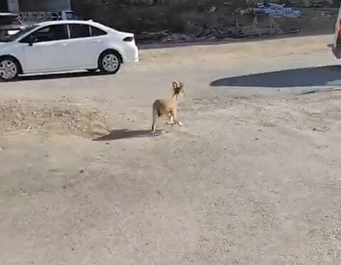 Dağ Keçileri Sitenin Bahçesine Kadar İndi (2)