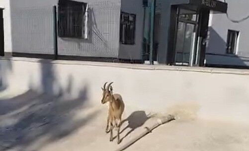 Dağ Keçileri Sitenin Bahçesine Kadar İndi (3)