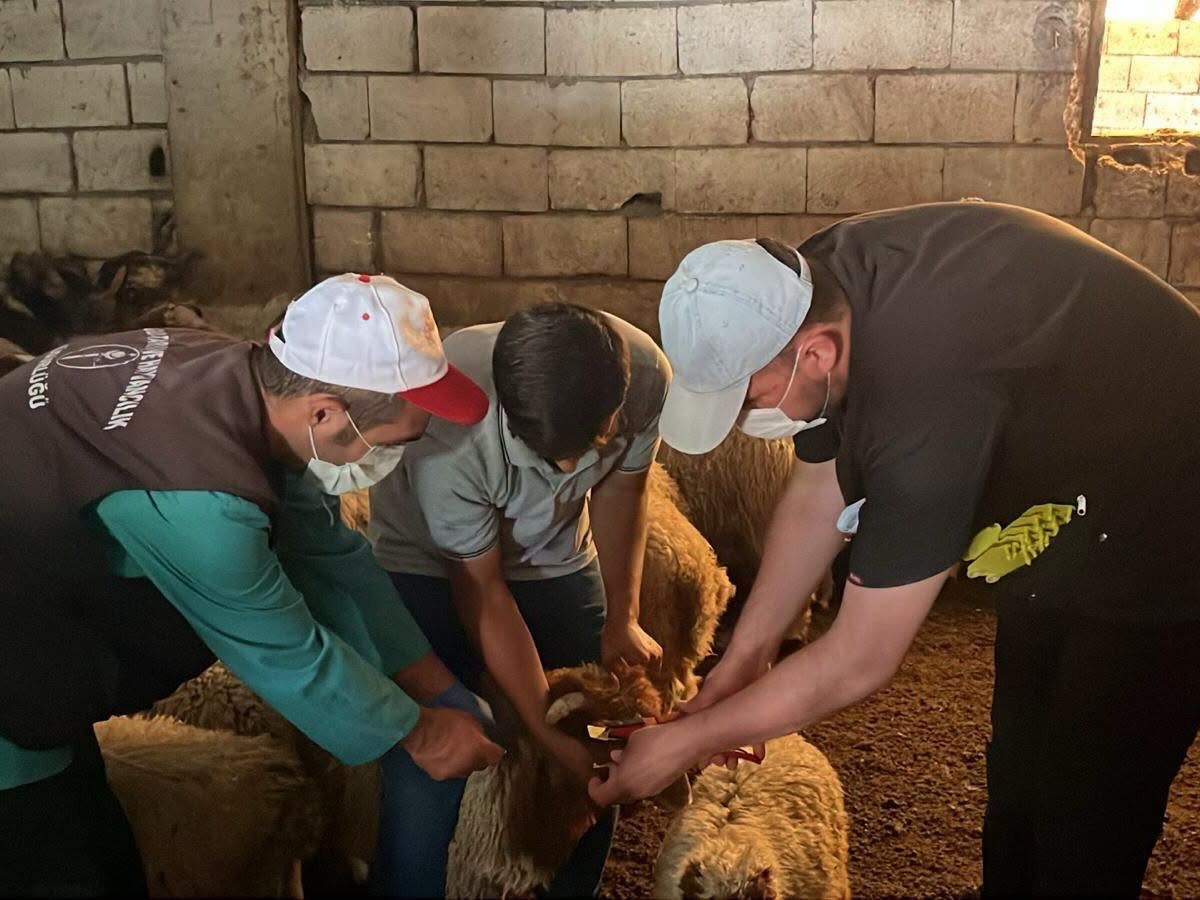 Küpeleme Seferberliği Hayvancılıkta Kayıtlılık Güçleniyor4